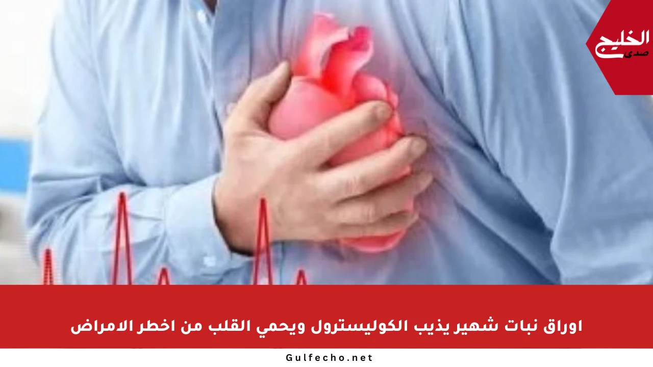 أوراق نبات شهير يذيب الكوليسترول ويحمي القلب من أخطر الأمراض